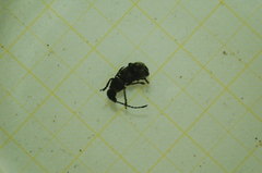 Platystomos albinus