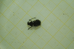 Platystomos albinus