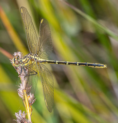 Austrogomphus guerini