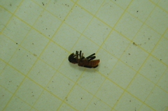 Thanasimus formicarius