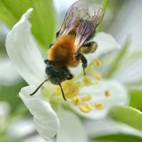 Milwaukee Mining Bee