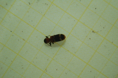 Thanasimus formicarius