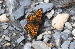 Melitaea celadussa