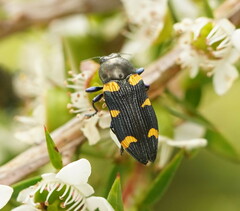 Castiarina rectifasciata