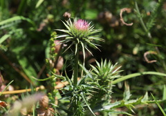 Carduus defloratus carlinifolius