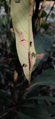 Limenitidini