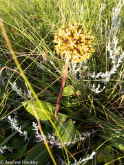 Asclepias macropus