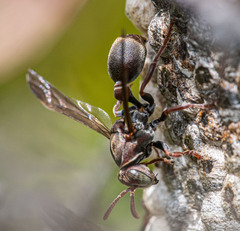 Ropalidia plebeiana