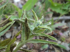 Puccinia carthami
