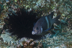 Centrostephanus rodgersii