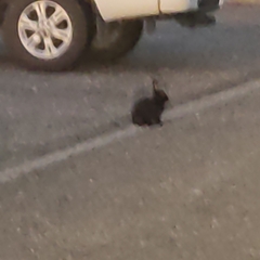 Oryctolagus cuniculus cuniculus