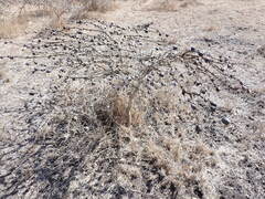 Vachellia drepanolobium