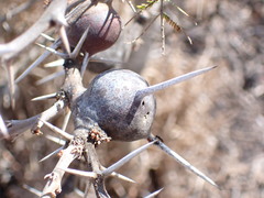 Vachellia drepanolobium