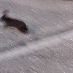 Oryctolagus cuniculus cuniculus