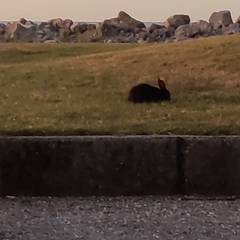 Oryctolagus cuniculus cuniculus