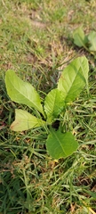 Urospermum picroides