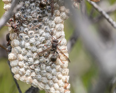 Ropalidia plebeiana