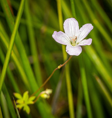Geranium potentilloides