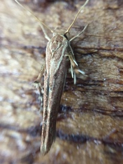 Stathmopoda