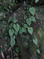 Dioscorea collettii