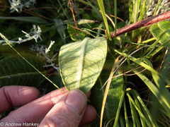 Asclepias macropus