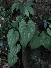 Dioscorea collettii