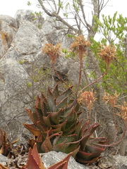 Aloe perfoliata