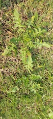 Sisymbrium irio