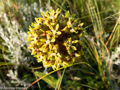 Asclepias macropus