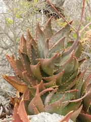 Aloe perfoliata