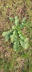 Urospermum picroides