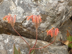 Aloe perfoliata