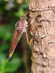 Colepia rufiventris