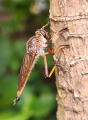 Colepia rufiventris