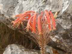 Aloe perfoliata