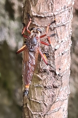 Colepia rufiventris