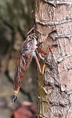 Colepia rufiventris