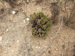 Acrodon purpureostylus