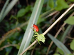 Lilioceris formosana