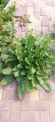 Rumex spinosus