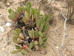 Acrodon purpureostylus