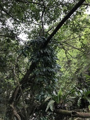 Rhaphidophora hongkongensis