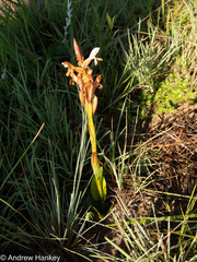 Satyrium cristatum