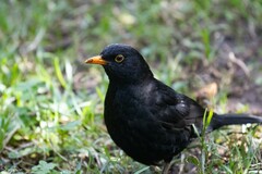Turdus merula cabrerae