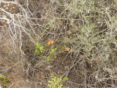 Delosperma neethlingiae