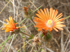 Delosperma neethlingiae