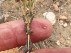 Delosperma neethlingiae