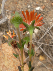 Delosperma neethlingiae