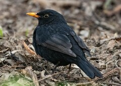 Turdus merula cabrerae