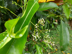 Chionanthus ramiflorus